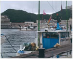 勝浦漁港　朝市　にぎわい広場からの風景