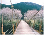 桜とつり橋