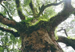 八百年のくすの木